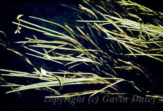 Waterweed in the River, Cookham.jpg